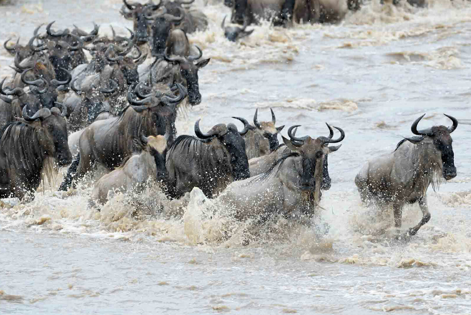 Wildebeest-Migration.jpg