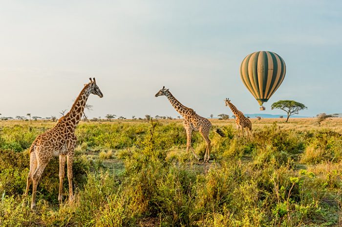 Balloon-and-giraffes-700x465-1.jpg