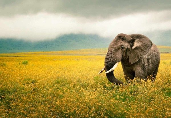 ngorongoro-conservation-area-236129