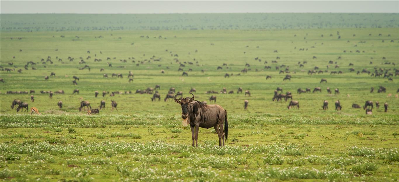 Wildlife_002-Medium