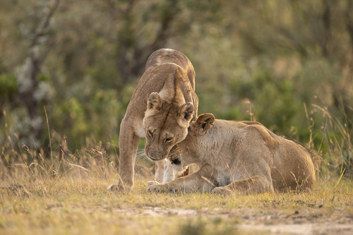 ti-20190818143930-serengeti-thumb